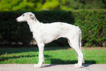 Russian borzoi in the park
