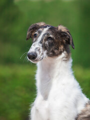 Russian borzoi in the park