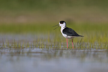 The black-winged stilt 