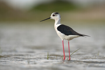 The black-winged stilt 