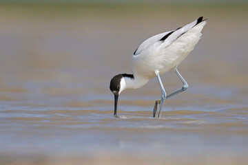 The pied avocet