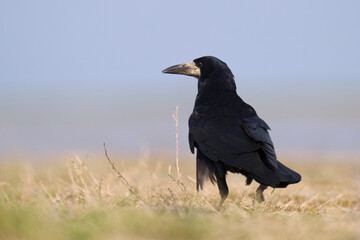crow on the grass