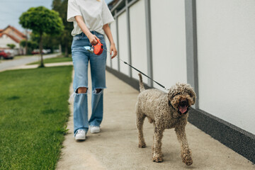 Te dog is outside walking with his owner on the street.