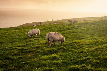 White sheep on beautiful green grassy pasture with sunset sky in Ireland