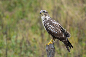 bird of prey