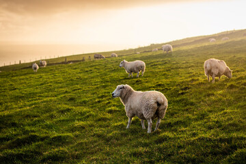 Naklejka premium White sheep on beautiful green grassy pasture with sunset sky in Ireland