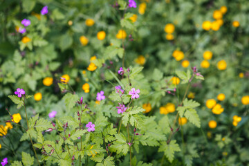 Wildflowers in the meadow in summer, selective focus