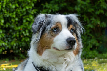 Australian Shepherd