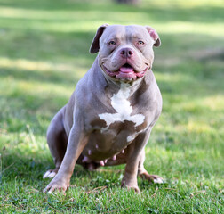 a powerful american bully dog in the park