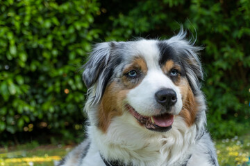 Australian Shepherd