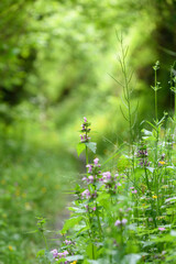flowers in the forest path, selective focus