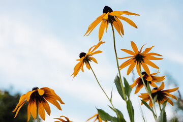 Bright orange-chocolate flowers Rudbeckia or Echinacea in the summer garden on background of blue sky