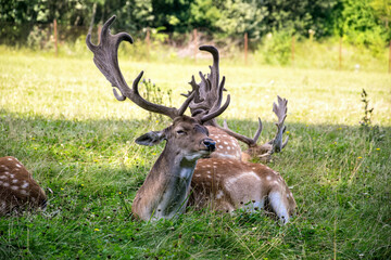 Naklejka na ściany i meble Beautiful fallow deer with large antlers in a meadow