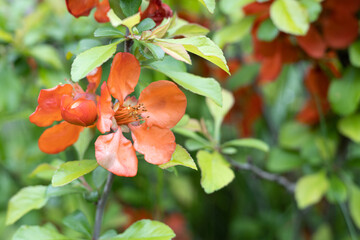 Quince flower in the summer garden on background of bright green foliage. Cydonia oblonga