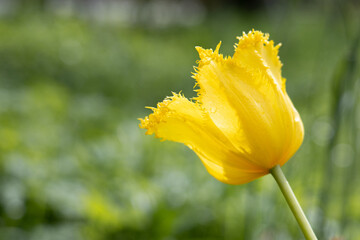 Yellow tulip in a flower bed in the sun rays on bright green background. Spring. Background