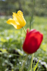 Yellow and red tulips in a flower bed in the sun rays on bright green background. Spring. Background