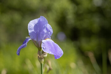 Flower of bearded iris (Iris germanica) with rain drops on green natural background. Blue iris flowers are growing in a garden. Close up