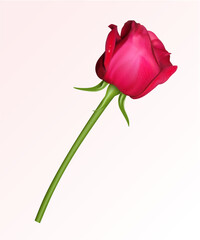 A single red rose on a white background