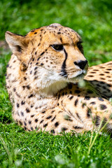 Portrait of cheetah. Close-up view of big cat and the fastest land animal.