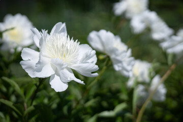 Tender white Peony flower blooming in the summer garden. Paeonia lactiflora