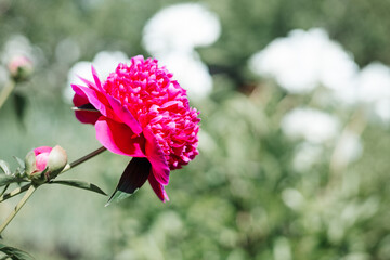 Bright pink Peony flower with bud blooming in the summer garden on green background with white peonies. Paeonia lactiflora