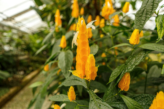 Close-up of a yellow blooming Pachystachys lutea flower