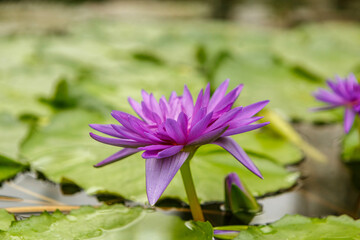 Portrait of a beautiful water lily in a pond, Nymphaea