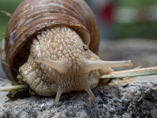 Close up of a common brown garden snail 