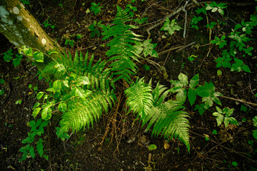 green fern in the forest