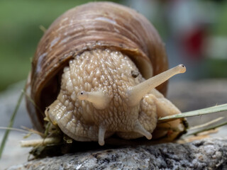 Close up of a common brown garden snail 
