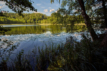 reflection of trees in the water, Lake in Poland, Suwalszczyzna
