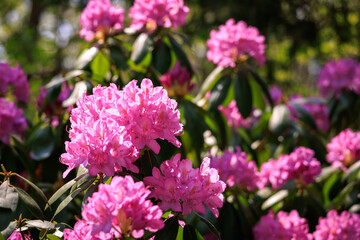 Wild pink Rhododendron blooming in Blue Ridge Mountains