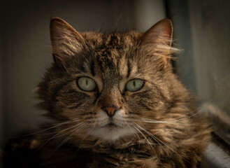 Female beautiful tabby cat with ears near dirty window indoor