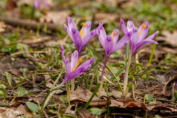 Purple beautiful blooming crocuses in spring against the background of grass