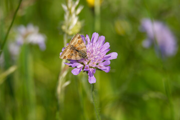 Burnet Companion (Euclidia glyphica) Moth sitting on a small scabious in Zurich, Switzerland