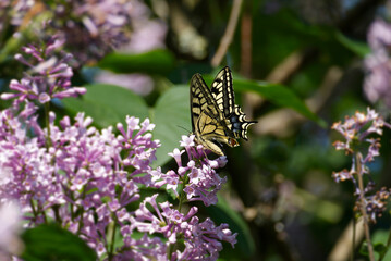Old World Swallowtail or common yellow swallowtail (Papilio machaon) sitting on pink flower in Zurich, Switzerland