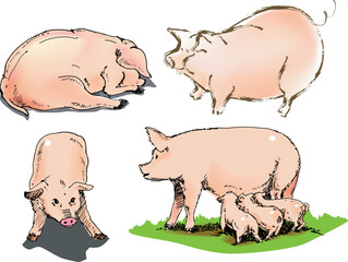 illustration, vector for a variety view of pig, farm animals.