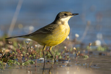 The yellow wagtail