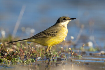 The yellow wagtail
