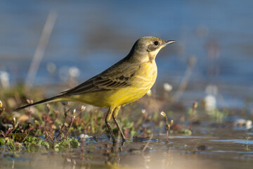 yellow wagtail on a twig
