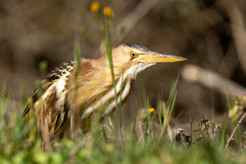 The little bittern or common little bittern