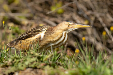 The little bittern or common little bittern