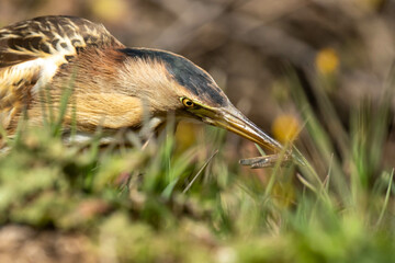 The little bittern or common little bittern