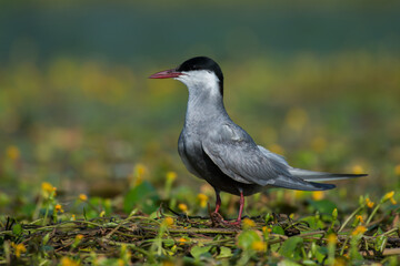 blackbird in the grass