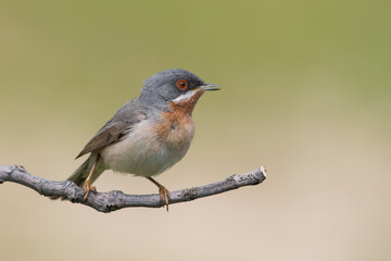Eastern Subalpine Warbler