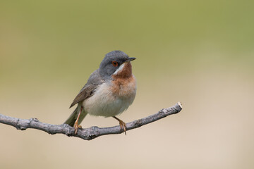 Eastern Subalpine Warbler