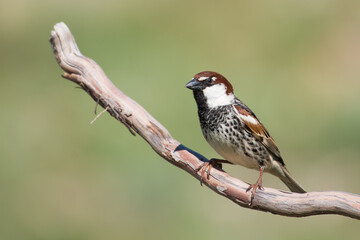 The Spanish sparrow or willow sparrow