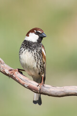 The Spanish sparrow or willow sparrow