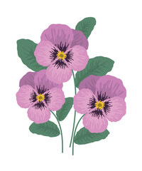 Obraz premium Pink pansy flowers on a white background. Vector illustration