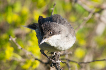 The western Orphean warbler